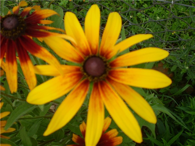 gailardia